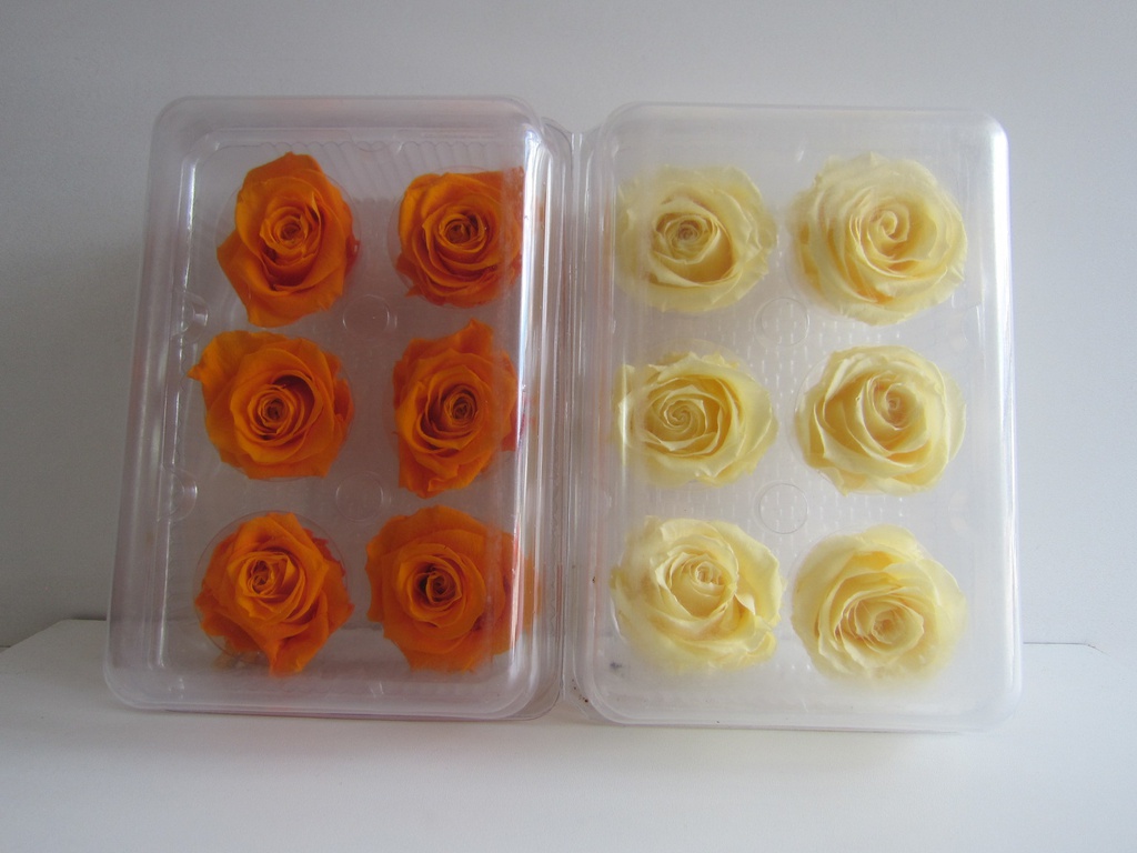 Caja rectangular trasnparente de 6 rosas eternas colores naranja y amarillo 10x22-15