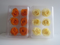 [PIV-0721] Caja rectangular trasnparente de 6 rosas eternas colores naranja y amarillo 10x22-15
